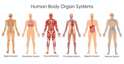 Анатомия человека: простое и доступное описание анатомических и  физиологических особенностей тела человека картинки