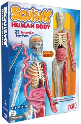 Купить Развивающий анатомический набор «Строение человека» SmartLab Toys  Human Body, Anatomy Book, цена 860 грн — Prom.ua (ID#1660601087) картинки