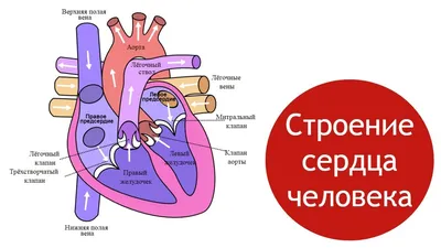 Строение сердца человека, круги кровообращения - YouTube картинки