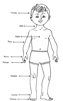 Раскраски Строение тела человека для детей (36 шт.) - скачать или  распечатать бесплатно #22059 картинки