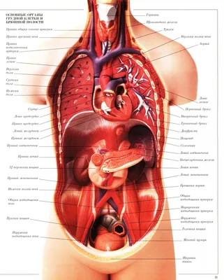 Строение человека (внутренние органы): 30 фото с надписями картинки