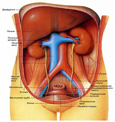 Строение человека (внутренние органы): 30 фото с надписями картинки