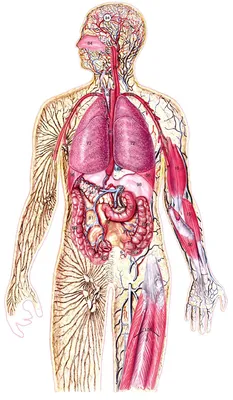 анатомия человека пособие органы картинки