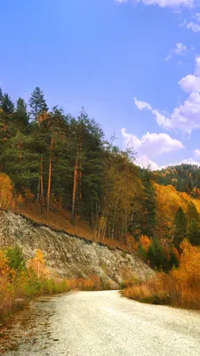 Обои Тайга, природный ландшафт, природа, лист, дерево на телефон Android,  1080x1920 картинки и фото бесплатно картинки