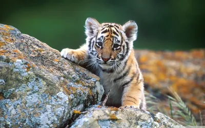 Картинки тигр, камни, маленький - обои 1920x1200, картинка №168292 | Cute  tiger cubs, Wild cats, Tiger pictures картинки