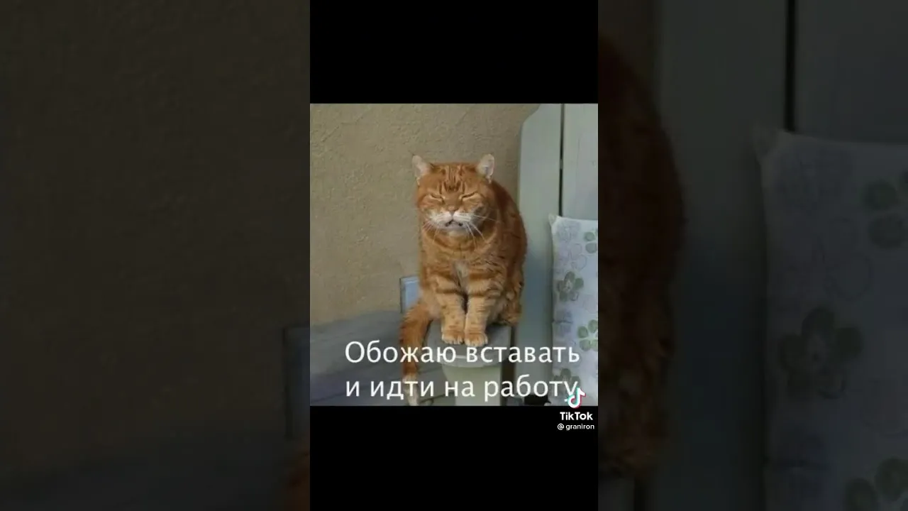 Доброе утро из тик тока. Прикольные видео из тик тока с добрым утром.