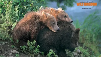 Обои Три медведя, картинки - Обои для рабочего стола Три медведя фото из  альбома: (животные) картинки