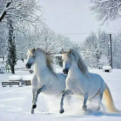 Утуе сарсыарданан - фото и картинки: 65 штук картинки