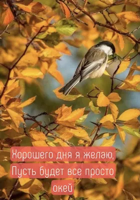 Картинки с надписью - Хорошего дня я желаю, Пусть будет все просто окей. картинки