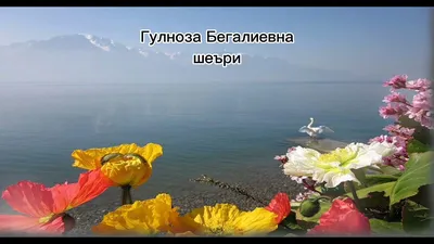 Туй боб #шеър - YouTube картинки