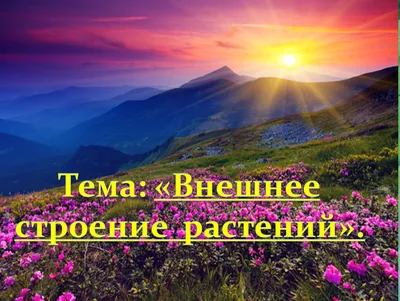 Презентация к уроку проектной деятельности по биологии для 5 класса на тему  : \ картинки