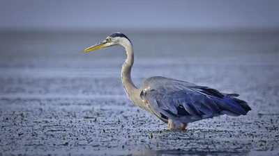 Обои клюв, большая белая цапля, серая цапля, водоплавающие птицы, птица -  картинка на рабочий стол и фото бесплатно картинки