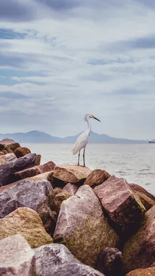 Обои Цапля, 5k, 4k, море, скалы, небо, Heron, 5k, 4k wallpaper, sea, rocks,  sky, Природа #5360 картинки