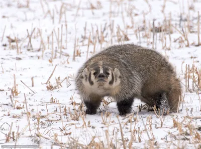 Скачать обои барсук, Badger, зверь бесплатно для рабочего стола в  разрешении 4282x3189 — картинка №622076 картинки