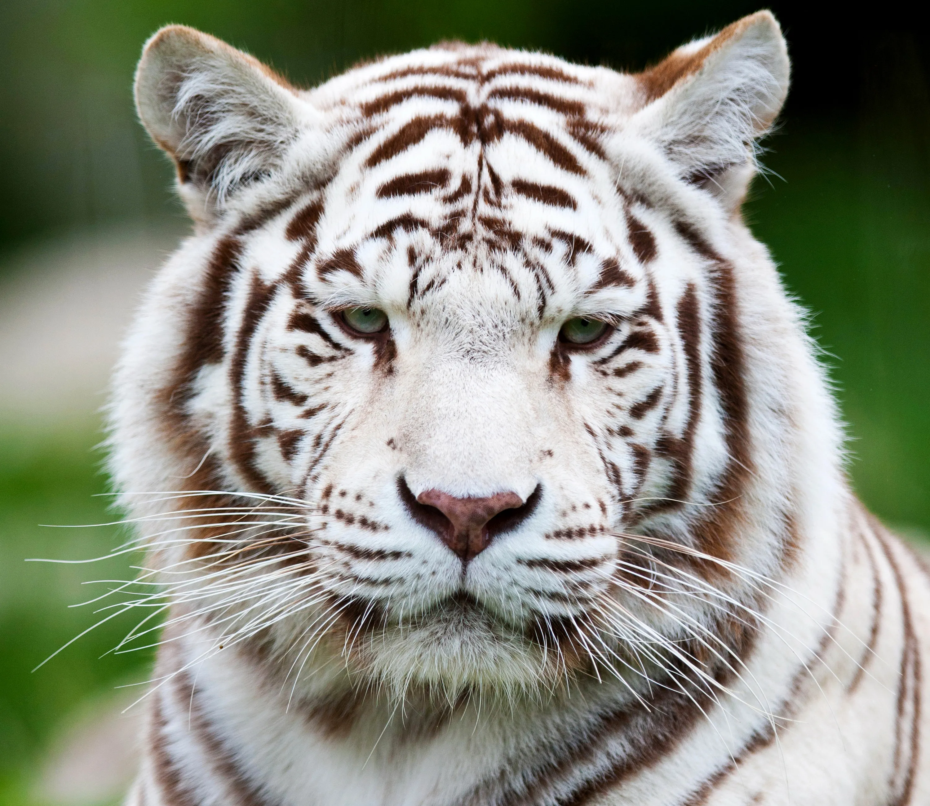 Белый тигр животное рисунок