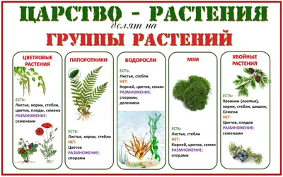 Перевернутый класс Селезневой Елены: РАСТЕНИЯ картинки