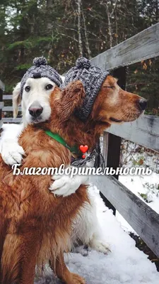 Благотворительность. Charity. | Really cute puppies, Cute dog photos, Cute  dog pictures картинки