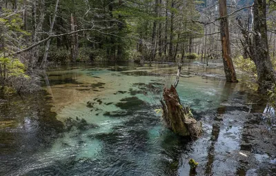 Обои Вода, Лес, Болото картинки на рабочий стол, раздел пейзажи - скачать картинки