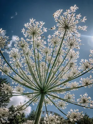 Flowers, борщевик, фон | Фон картинки