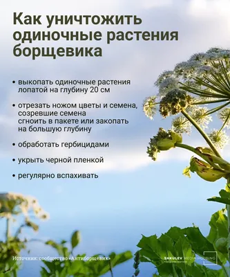 Как избавиться от борщевика на участке: боремся с растением всеми способами  - 21 июля 2022 - 29.ru картинки