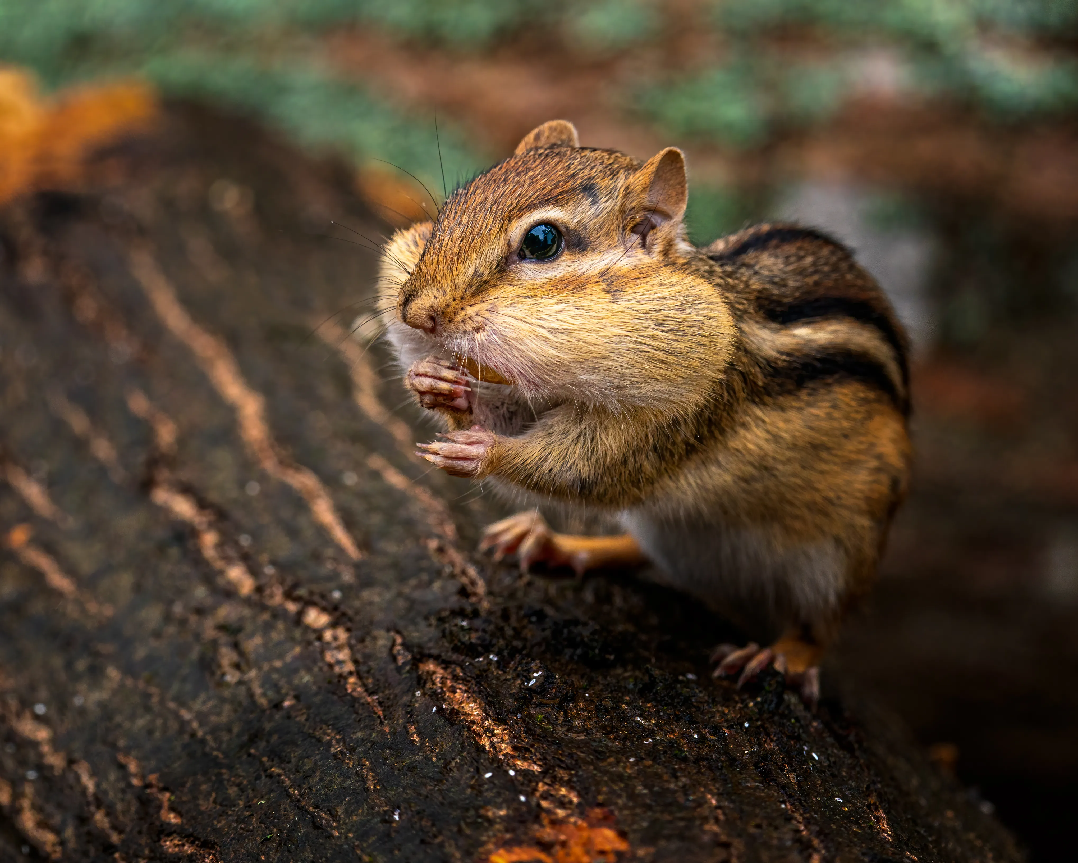 Chipmunk Twitch