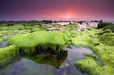 Обои водоросли, небо, море на рабочий стол картинки