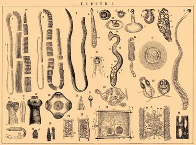 Глисты / Энциклопедия Брокгауза и Эфрона картинки