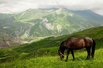 Фон Дагестан - 22 фото картинки