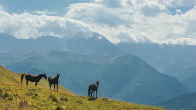 Обои на рабочий стол дагестан - фото и картинки: 61 штук картинки