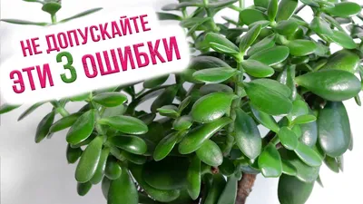 Денежное дерево (толстянка): уход в домашних условиях, фото, название,  пересадка, болезни и вредители цветка картинки