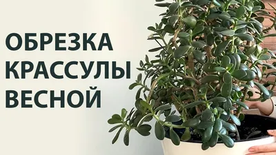 Как обрезать Денежное дерево чтобы оно не ломалось и росло в нужном  направлении - YouTube картинки