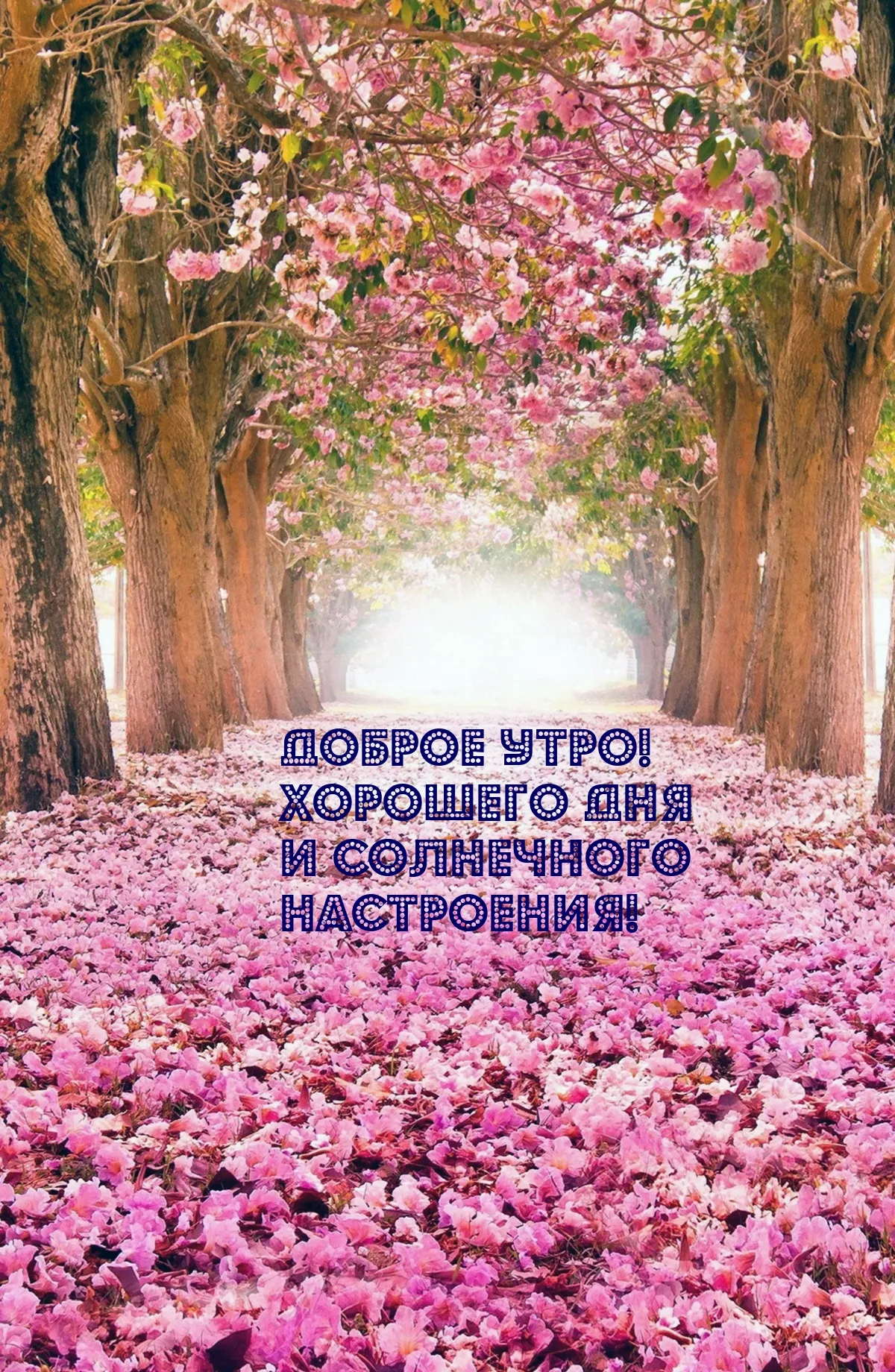 Доброе солнечное утро