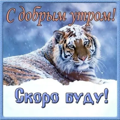 Идеи на тему «2021 Доброе утро Декабрь.» (73) | доброе утро, открытки,  декабрь картинки