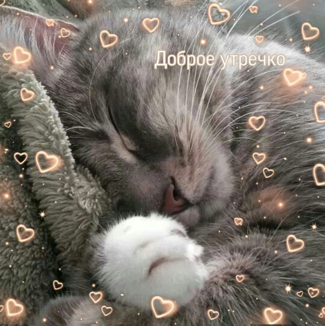 Доброе утро котики картинка #741463 - Доброе утречко | Милые котики ...