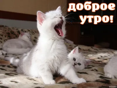 Доброе утро котик картинка #495724 - Картинка - Доброе утро! Котик. -  скачать картинки