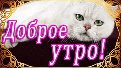 🌞ДОБРОЕ УТРО! КОТИКИ 🌞 ДОБРОГО УТРА 🌞 ДОБРОЕ УТРО / С ДОБРЫМ УТРОМ /  ДОБРОЕ УТРО КАРТИНКИ🌞 - YouTube картинки