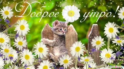 Доброе утро с котиком картинки