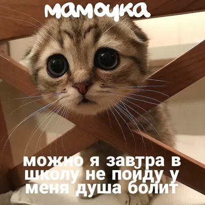 🥺на всякий случай 🥰 | Смешные котята, Любители кошек, Смешные фотографии  кошек картинки