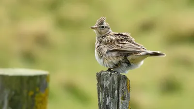 Жаворонок перелетная птица - 74 фото картинки