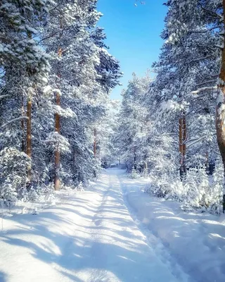 Зима в лесу - 57 фото картинки