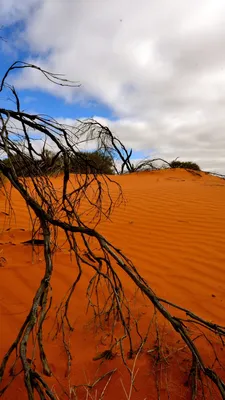 Обои пустыня, Большая Пустыня Виктория, Пустыни Австралии, песок, дерево  для iPhone 6S+/7+/8+ бесплатно, заставка 1080x1920 - скачать картинки и фото картинки