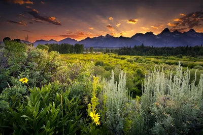 Обои на монитор | Природа | Национальный Парк, Grand Tetons, Соединенные  Штаты Америки, поле, закат солнца картинки