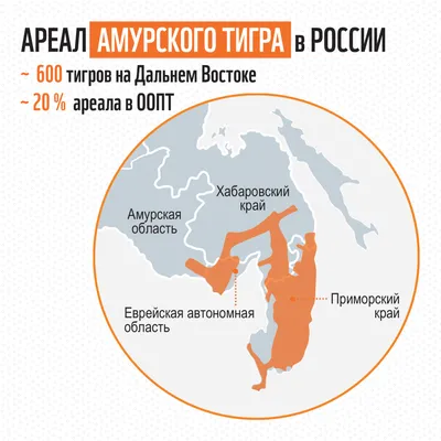 Амурский тигр: описание, образ жизни, место обитания – WWF картинки