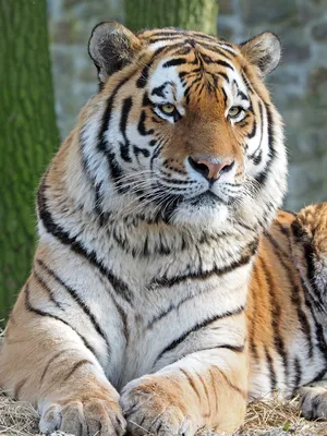 Амурский тигр, или уссурийский тигр (лат Panthera tigris altaica) | Tiere  wild, Wilde katzen, Tiger картинки