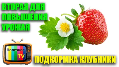 ПОДКОРМКА КЛУБНИКИ ВТОРАЯ ДЛЯ ПОВЫШЕНИЯ УРОЖАЯ - YouTube картинки