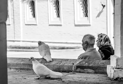 Любовь и голуби. Photographer Olga Aleksandrova картинки