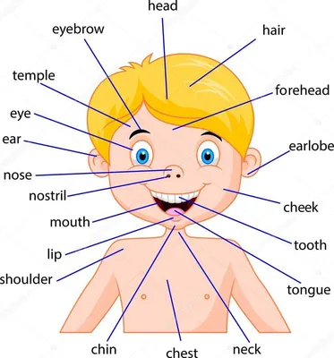 Описание внешности на английском: Лексика + примеры с переводом картинки