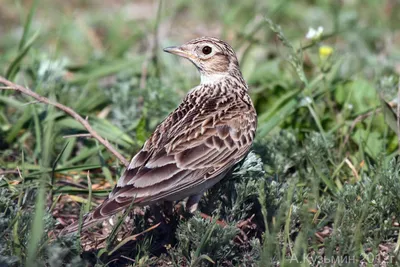 Жаворонковые (Alaudidae) - Воробьеобразные Passeriformes - Классификатор  птиц Таганрога и Неклиновского района - Птицы Ростовской обл.В основе-Птицы  Таганрога/Некл.р-на картинки