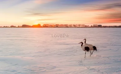 Два журавля с красной короной изображение_Фото номер 500408105_JPG Формат  изображения_ru.lovepik.com картинки