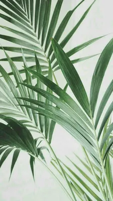 Фон зелень | Plant background, Plant wallpaper, Plants картинки